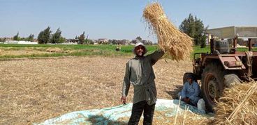 حصاد القمح في كفر الشيخ- خاص