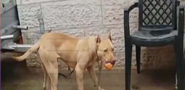 بالفيديو: قطعوه بسواطير.. "كلب المطرية" يتصدر "تويتر" والداخلية تقبض على القتلة