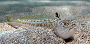 سمكة السد المرقط