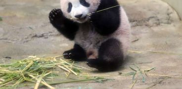 الباندا "شيانغ" المولود منذ 6 أشهر ومعرض حديقة الحيوان باليابان