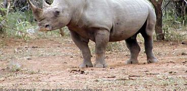 وحيد القرن اوديتا