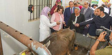 مركز رعاية حيوانات أليفة في إسكندرية يقدم خدمته لـ11 ألف حيوان