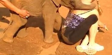 بالفيديو| فيل صغير يمنع سائحة من المغادرة بخفة ظله