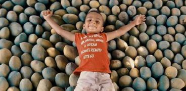 طفل أسواني في موسم حصاد المانجا
