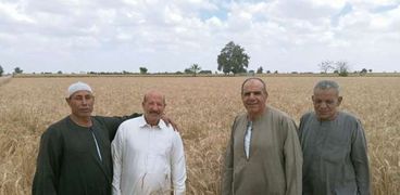 خلال حصاد القمح مع المزارعين في غرب الإسكندرية