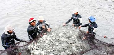 مشروع الاستزراع السمكى يسد الفجوة الغذائية فى مدن القناة