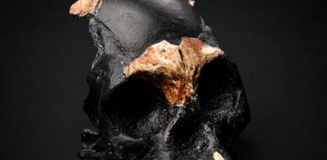 جمجمة  لطفل من جنس هومو ناليدي المنقرض