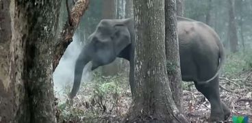 الفيل المدخن يحير العلماء