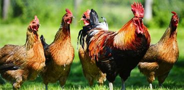 هولندا تذبح 190 ألف دجاجة