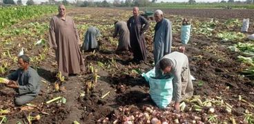 عمليات حصاد القلقاس في المنيا