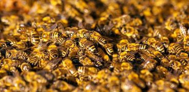 امرأة تصارع الموت بعدما هاجمتها 80.000 نحلة