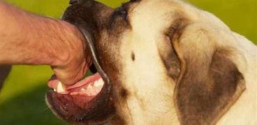 بالفيديو| مستشفى المنيرة ترفض علاج شاب عقره كلب: "ملكش مصل لو قعدت أسبوع"
