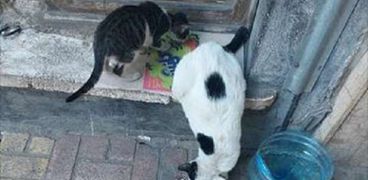 «إيمان» تسخر نفسها لخدمة قطط الشارع
