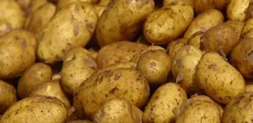 البطاطس - أرشيفية