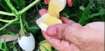 مقطع من فيديوهات زراعة البيض في الصين