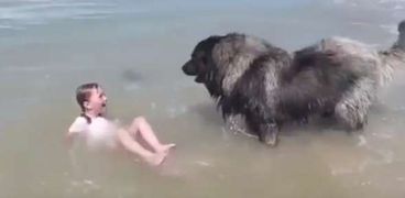 كلب ينقذ طفلة