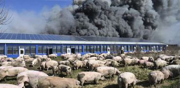حريق مزرعة الخنازير الذي أثار احتجاجات في ألمانيا