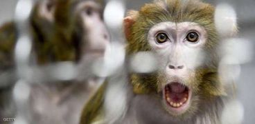جدري القرود يثير قلق العالم
