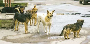أزمة بسبب الكلاب الضالة فى الإسكندرية