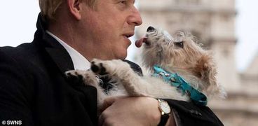 إصابة كلب رئيس وزراء بريطانيا بفيروس كورونا