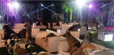 حفل الزفاف "المعازيم كلاب"