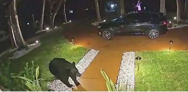 الدب أثناء سرقته الطعام