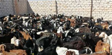 قطيع من الماعز خلال متابعتة لتوزيعة علي الأسر الأكثر إحتياجًا بمطروح