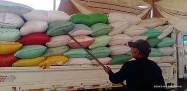توريد القمح في محافظة كفر الشيخ