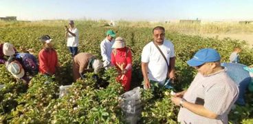 فرحة المزارعين بـــ«الذهب الأبيض» مع اول قطفة في محافظة الوادي الجديد 