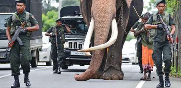 الفيل رجا وسط حراسته من فرقة الكوماندوز السريلانكية