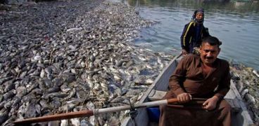 نفوق الأسماك في العراق.. هل تركيا وإيران السبب