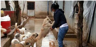 شروط ترخيص الكلاب في مصر