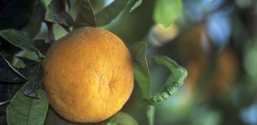 مزارعون يشكون تلف أطنان من البرتقال واليوسفي المعد للتصدير
