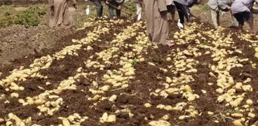 محصول البطاطس في مصر
