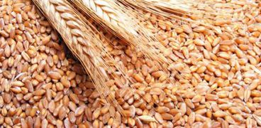 التموين :نتوقع صدور قرار تحديد أسعار شراء القمح الأسبوع المقبل