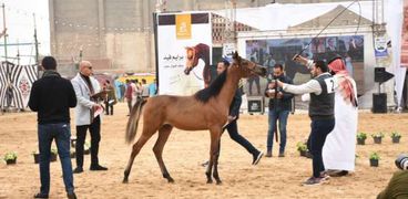 مهرجان الخيول العربية