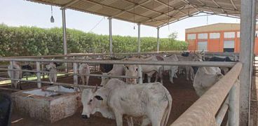 مصر تستقبل 25 ألف رأس ماشية