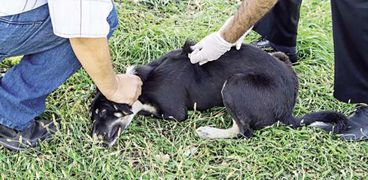 حملة لتطعيم الكلاب في منطقة شيراتون