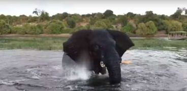 فيل غاضب يهاجم زورقا للسياح