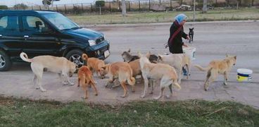 «إيثار» تطعم الكلاب فى الشارع