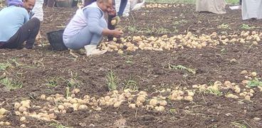 موسم حصاد البطاطس في المنيا