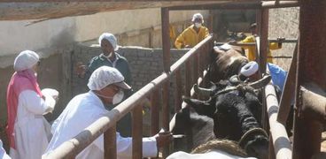 جانب من حملة تطعيم الماشية