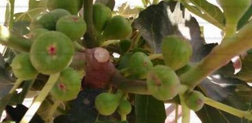 اشجار الفاكهة بمزرعة أبو غراقد