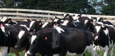 الأبقار تزيد من انبعاثات غاز الميثان