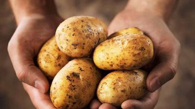 البطاطس - صورة تعبيرية