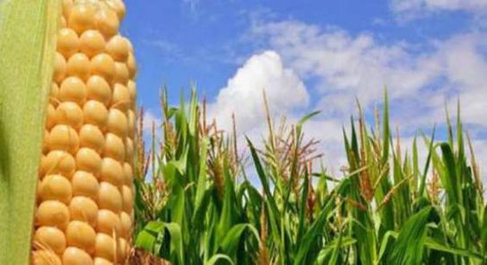 الزراعة تصدر نشرة بالتوصيات الفنية لمزارعي الذرة الشامية مصر الوطن