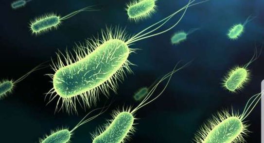 تعيش داخل الإنسان تعرف على بكتيريا إيكولاي سبب وفاة سائحي الغردقة منوعات الوطن
