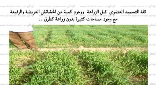 بالصور رصد مراحل زراعة القمح مرتين في العام مصر الوطن