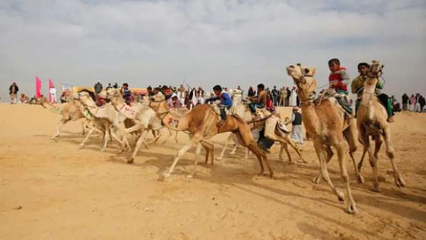 صورة عودة مهرجان الهجن في الإسماعيلية: 3 دول عربية ومشاركات مصرية واسعة – المحافظات