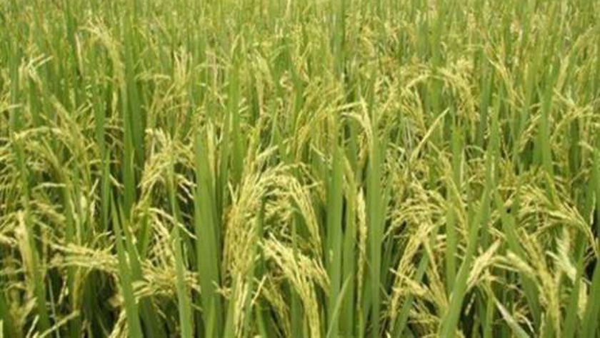 الزراعة: توفير 100% من احتياجات مصر من تقاوي القمح خلال عامين